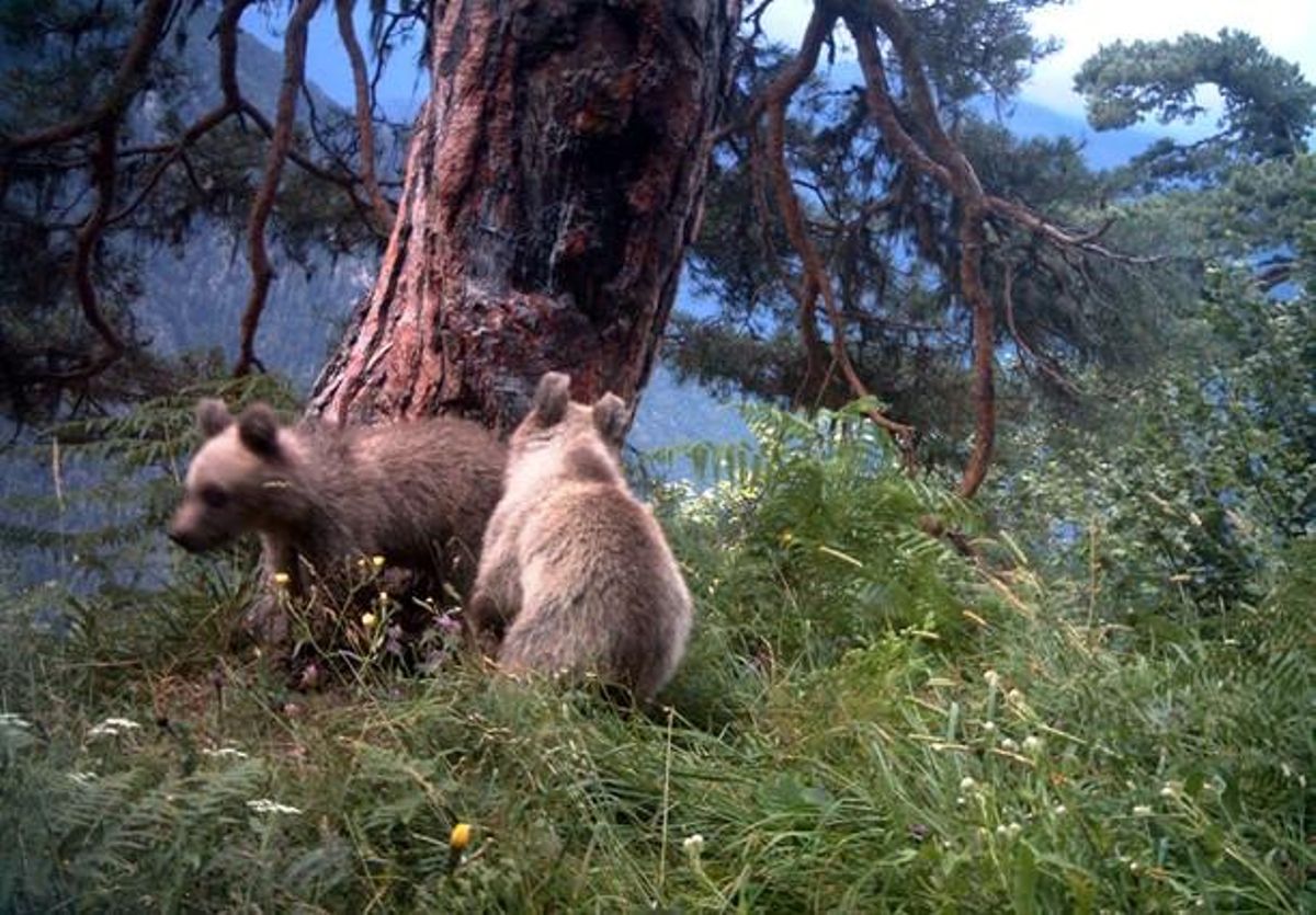 Els dos ossets, fills de l’ossa ’Hvaka’, en un bosc de la Vall d’Aran.