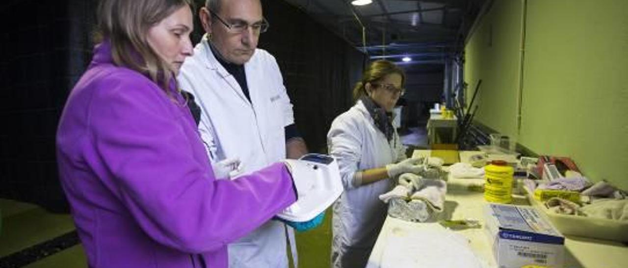 actividad diaria en el centro de torre la sal. Los técnicos y científicos estudian los comportamientos y la reproducción de los peces.Investigadores del centro realiza pruebas con lubinas. f carme ripollés El director del Instituto de Acuicultura de Torre la Sala, José Miguel Cerdá, con las instalaciones al fondo. f carme ripollés Un tanque con doradas donde se analiza la ingesta de esta especie. f carme ripollés Un operario extrae sangre a una lubina. f carme ripollés Peceras que contienen peces cebra, una especie que se utiliza de modelo para realizar experimentos cuyos resultados después se utilizan en pescados comerciales. f carme ripollés