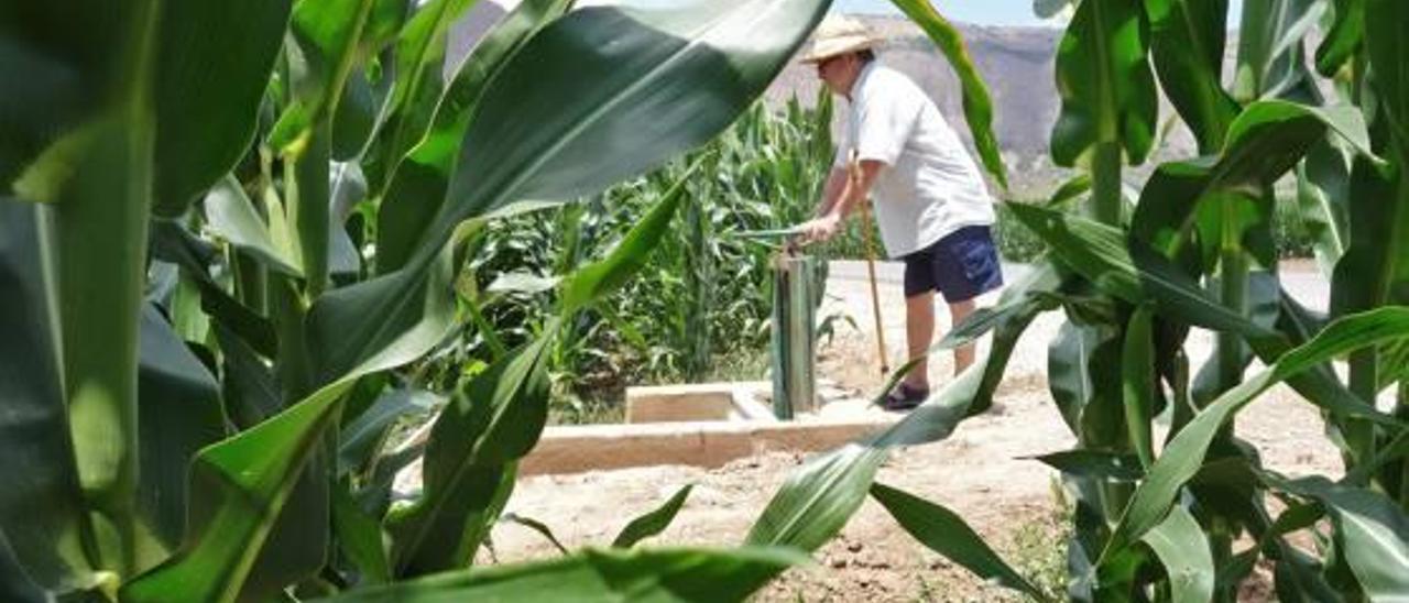 Imagen de un terreno de cultivo ayer tras las lluvias registradas en Orihuela.