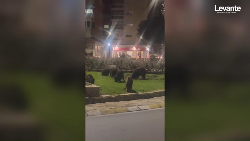 Los jabalíes llegan a la avenida Blasco Ibáñez de Gandia