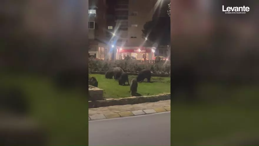 Los jabalíes llegan a la avenida Blasco Ibáñez de Gandia