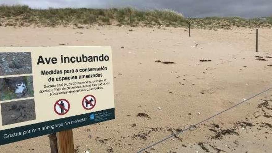 Una parcela de exclusión acotada en la playa de A Lanada para proteger una puesta de chorlitejo patinegro. // Muñiz