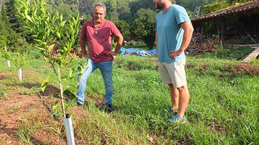 Miquel Gual y Josep Mora observan los cítricos plantados.