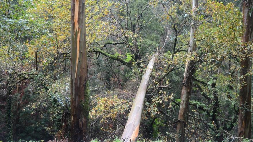 La Xunta habilitará ayudas para sustituir eucaliptos por vegetación autóctona en la Red Natura