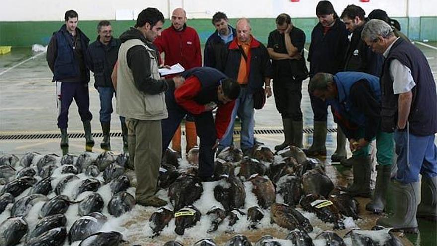 La lonja viguesa subastó ayer once toneladas de pescado importado gracias a la actuación policial