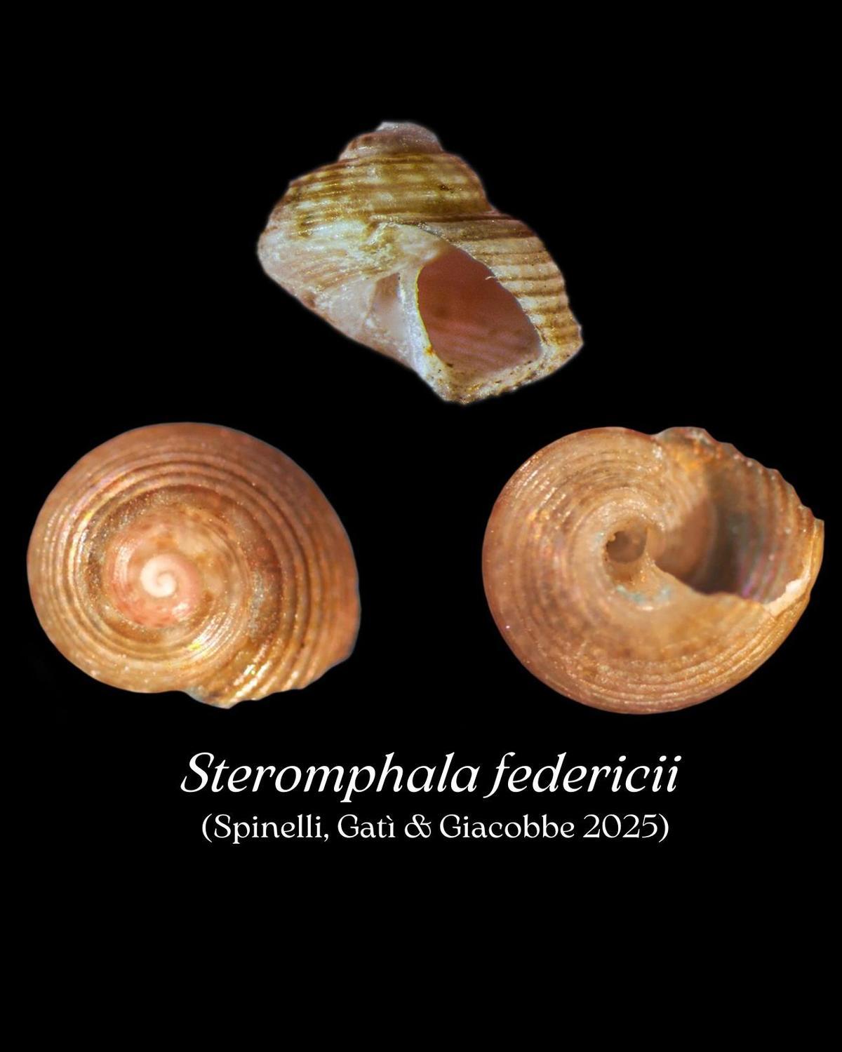 "Steromphala federicii", nueva especie descubierta por investigadores de la Fundación Oceanogràfic.