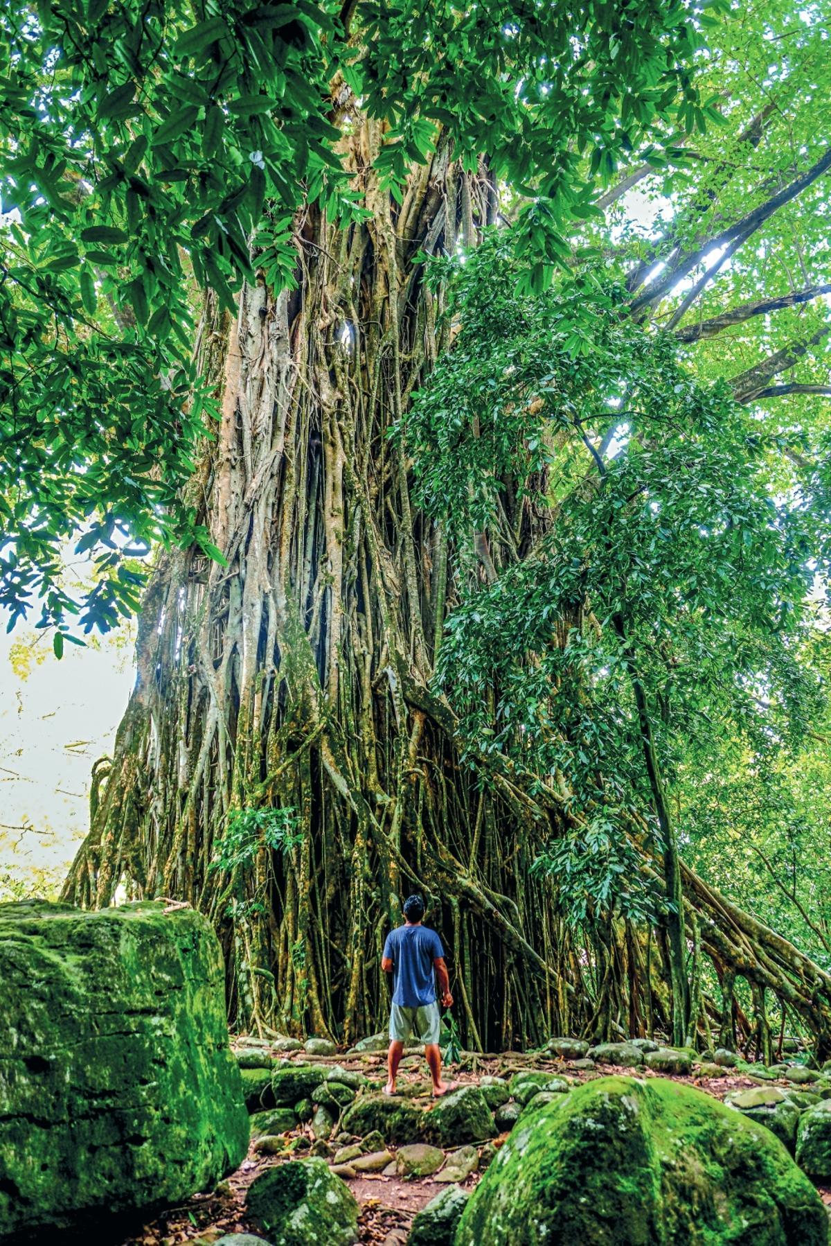 Árbol baniano en el sitio arqueológico de Kamuihei, Nuku Hiva