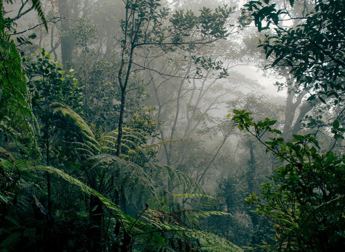 Selva tropical en el Parque Kinabalu, Borneo.
