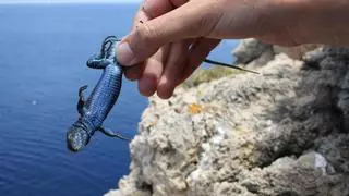 Reintroducción de lagartijas en Ibiza: «¿Y de dónde las van a sacar?»