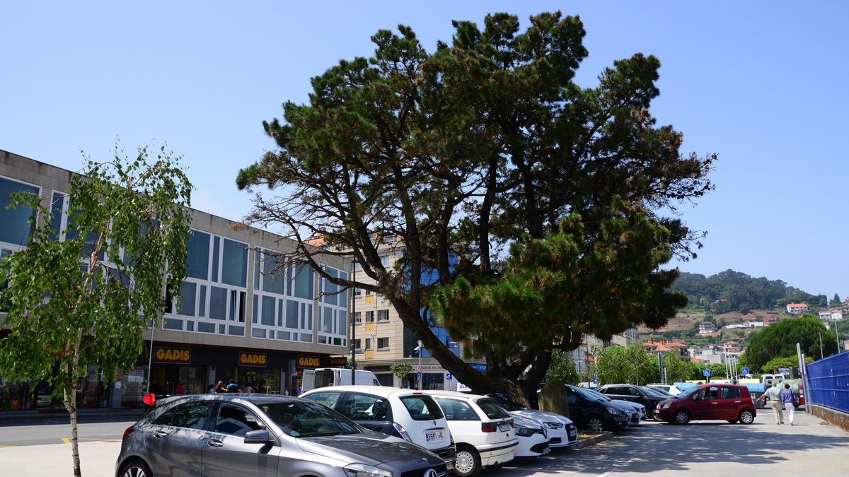 El emblemático pino situado en el centro de Bueu, en la zona del paseo y acceso al puerto.
