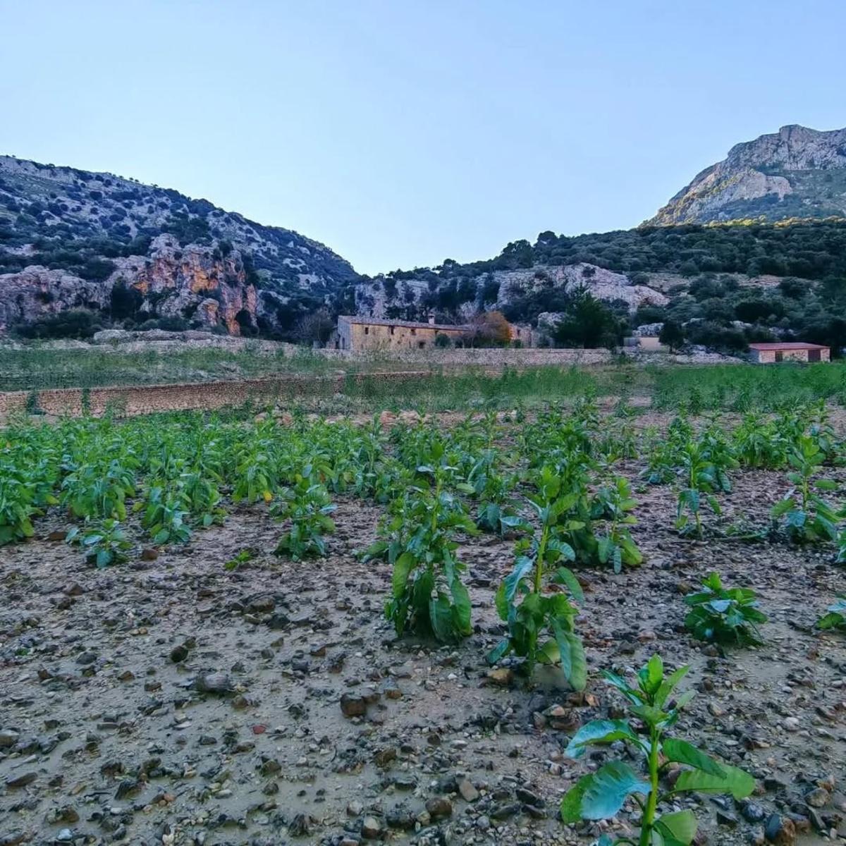 Numerosos ejemplares de la planta tóxica crecen sin control en la ribera del embalse del Gorg Blau.