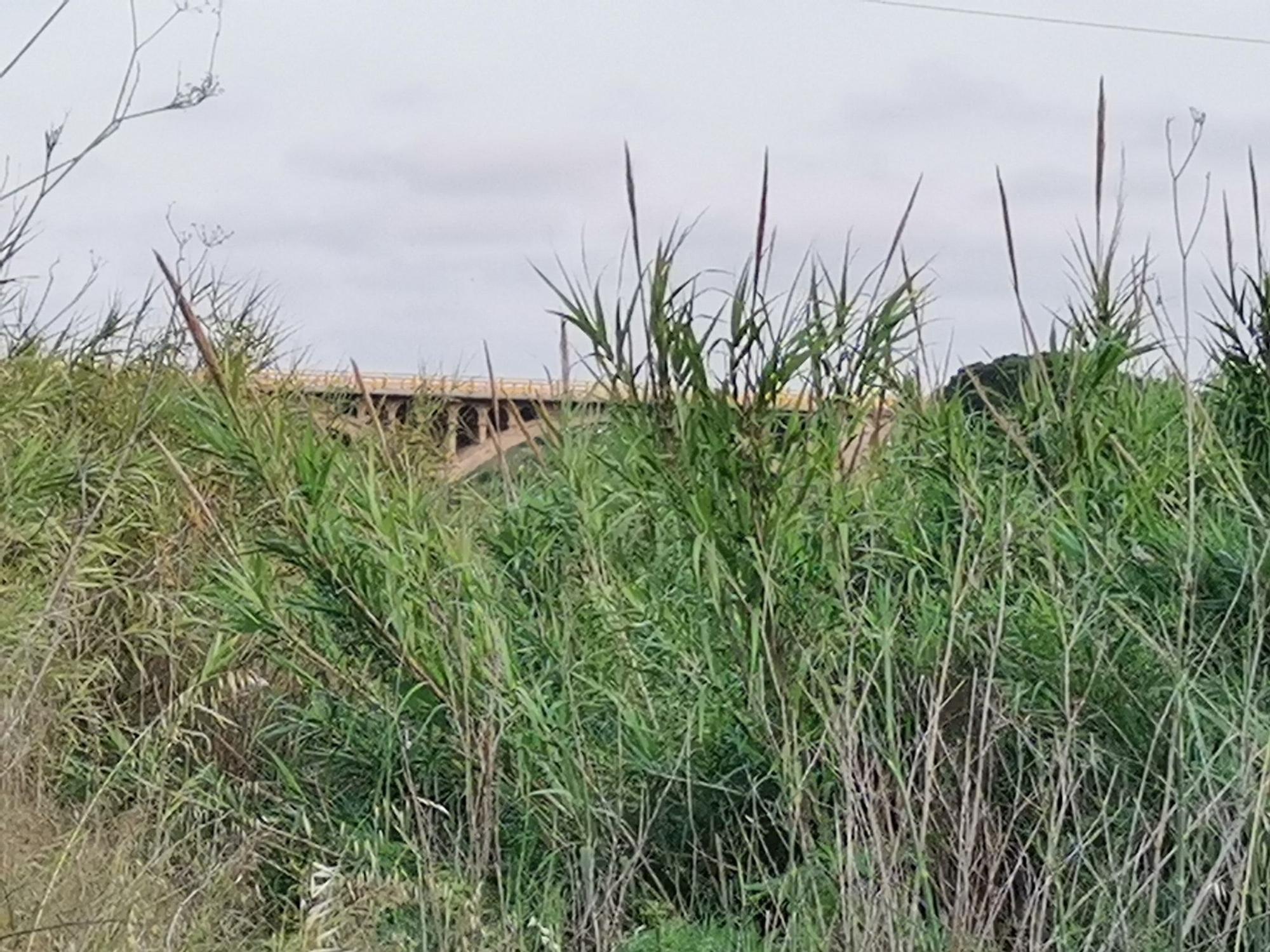 Un río Millars cada vez menos imperceptible en Almassora por la caña común