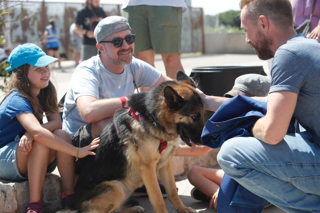 Pasarela de perros de adopción en Bioparc