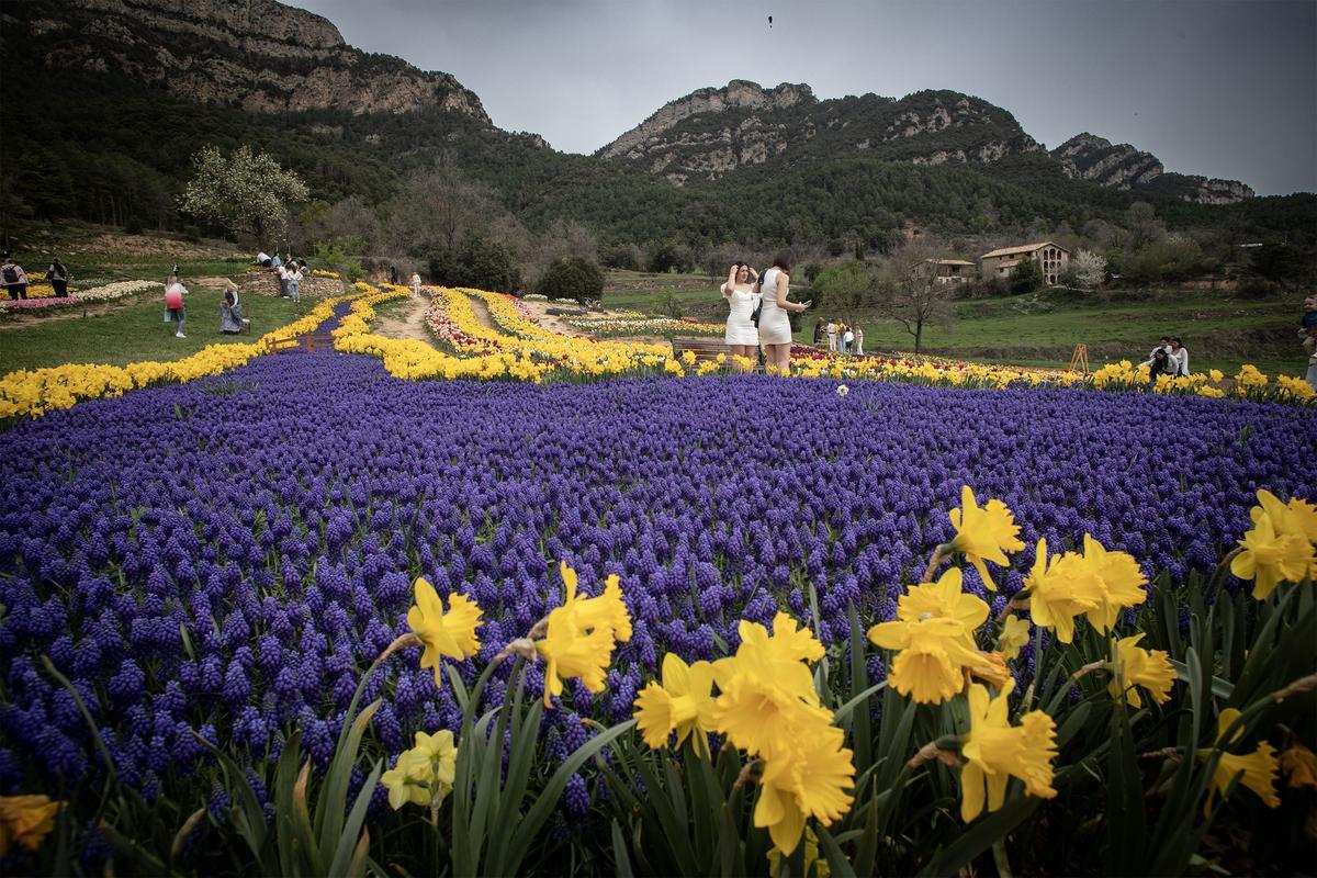 Fotogénico río de 65.000 muscaris entre narcisos.