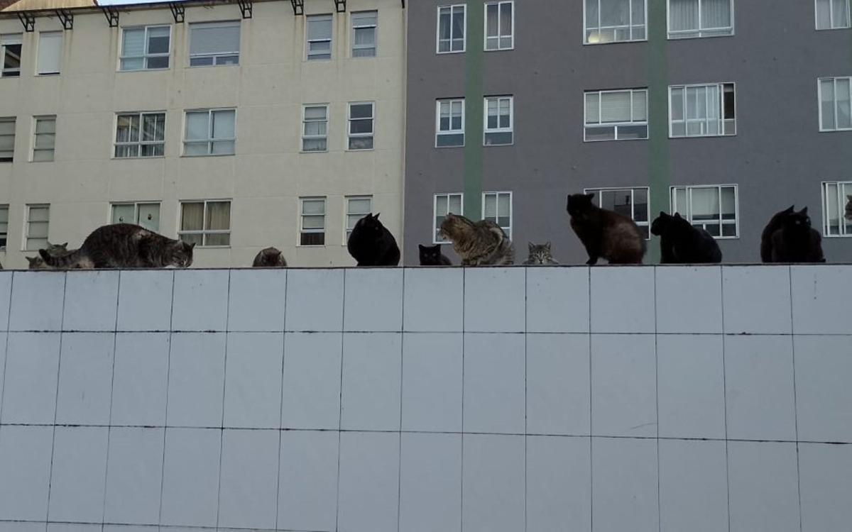 Los felinos «atrapados» en el solar de San Roque | FDV