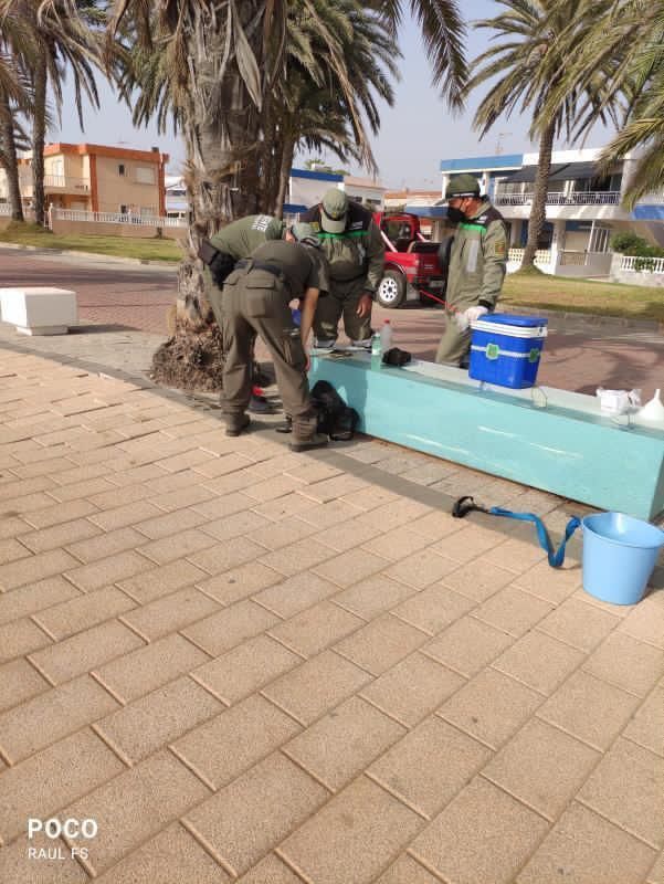 Miles de peces muertos aparecen a orillas del Mar Menor