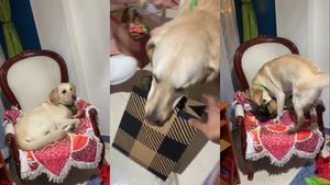Lo más tierno que verás hoy  Un perrito enamora a las redes sociales tras recibir su regalo de Navidad
