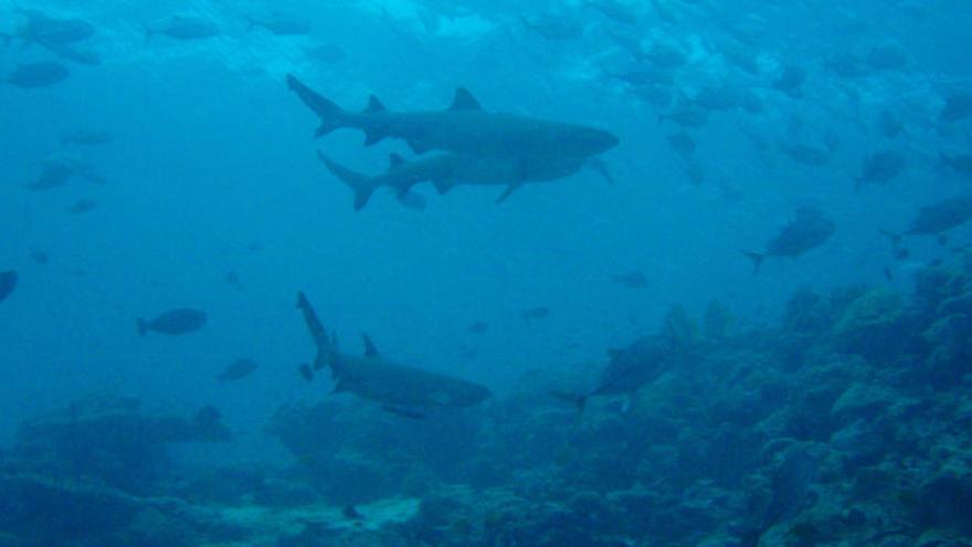 La vida marina está amenazada por la falta de oxígeno.