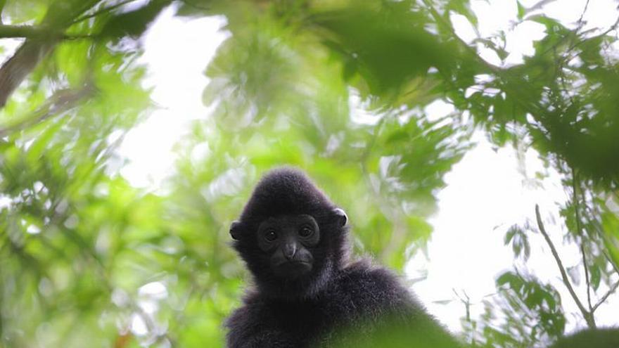 25 primates en peligro