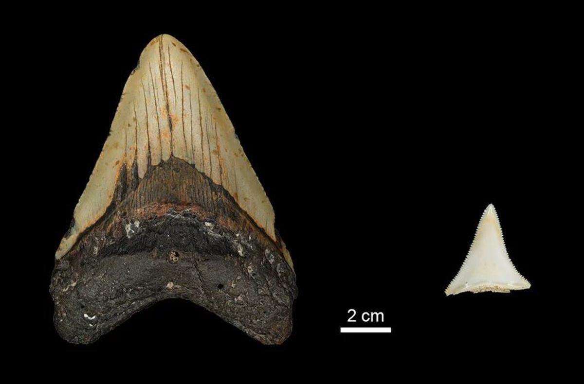 Comparación del tamaño de los dientes entre el extinto diente Otodus megalodon del Plioceno temprano y un gran tiburón blanco moderno.