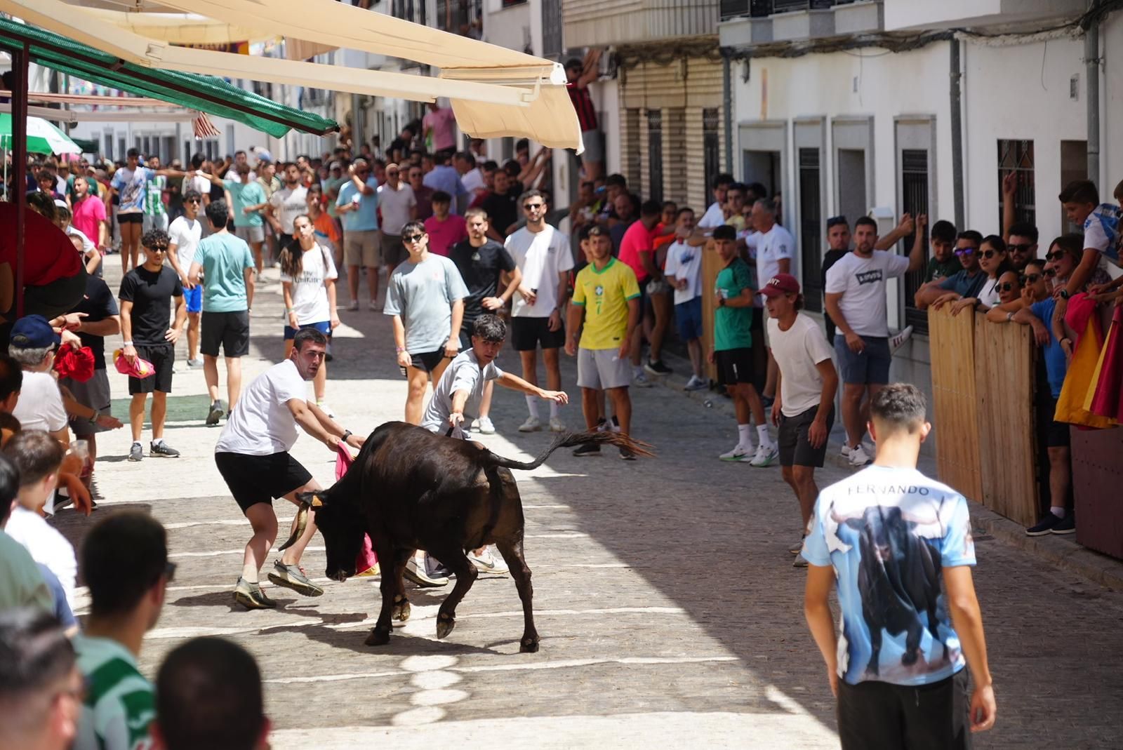 Gran ambiente, numeroso público y emoción en los encierros taurinos de El Viso