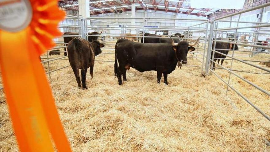 Cabana, la vaca ganadora del concurso de la raza caldelá, de A Pontenova; y mejor gallo de Mos, procedente de Castro de Rei.