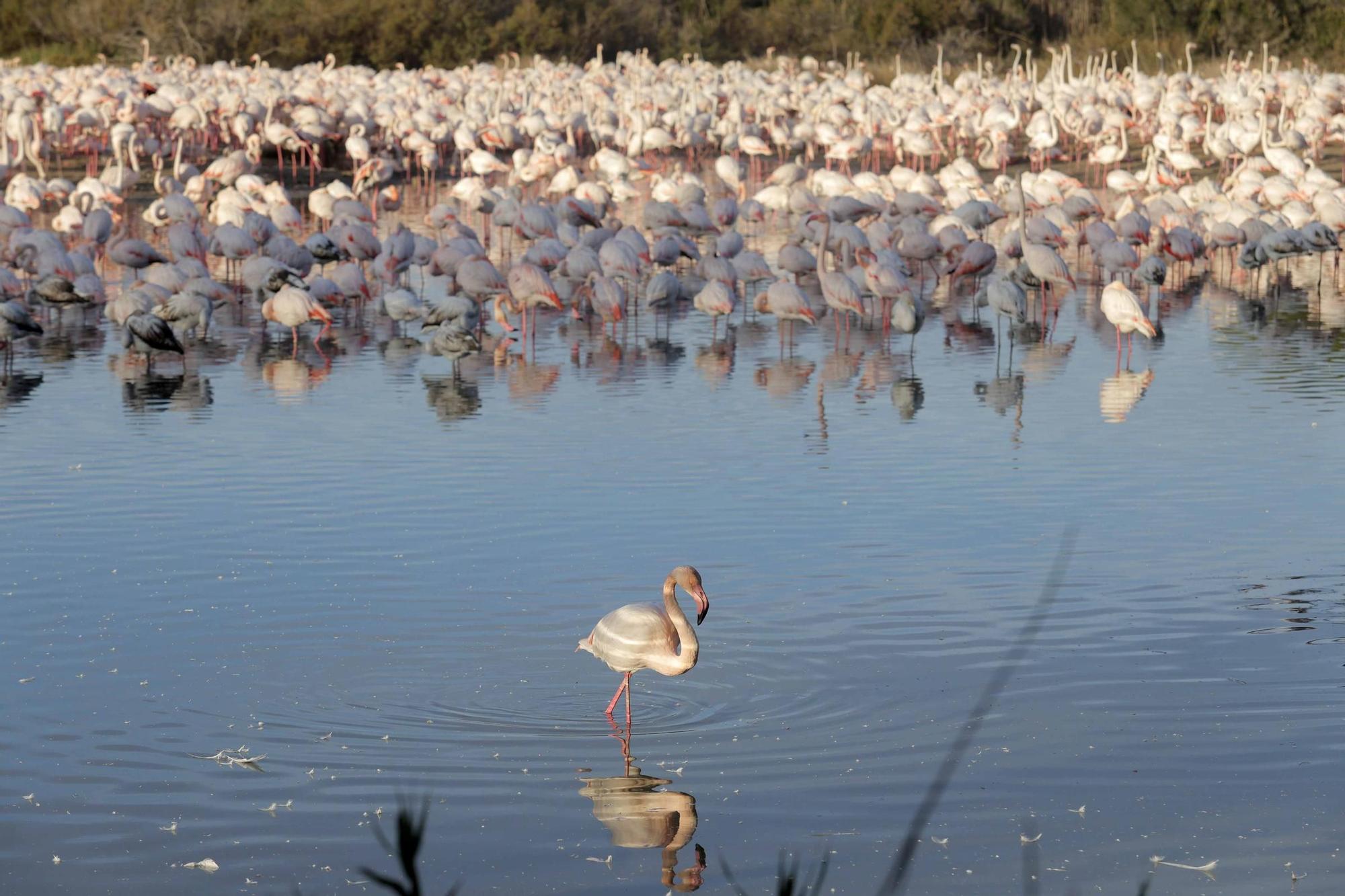 Los flamencos vuelven a L´Albufera para criar