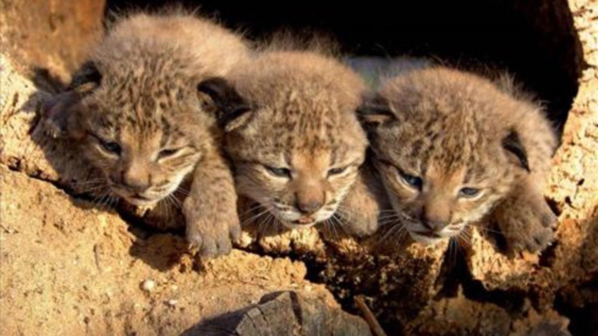 tres-cachorros-de-lince-en-el-acebuche