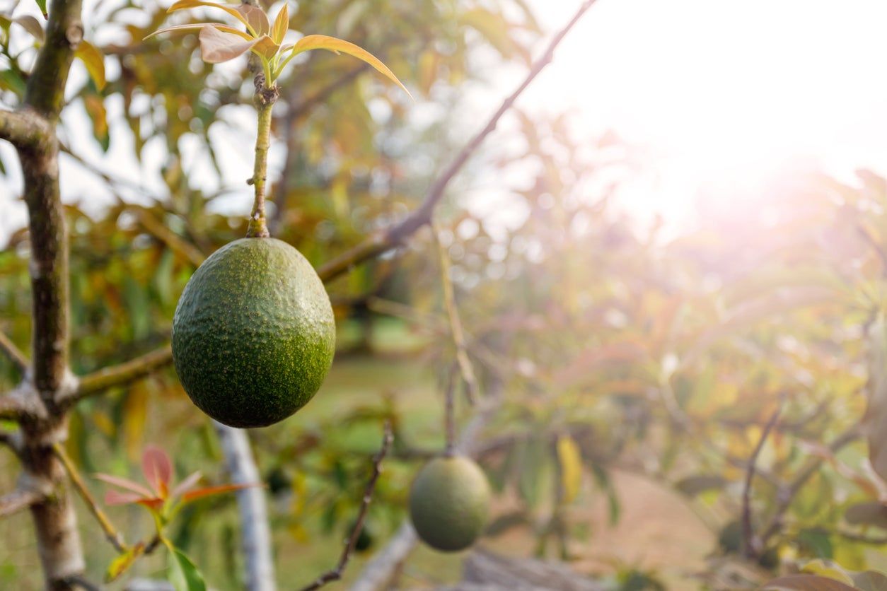 Aguacate