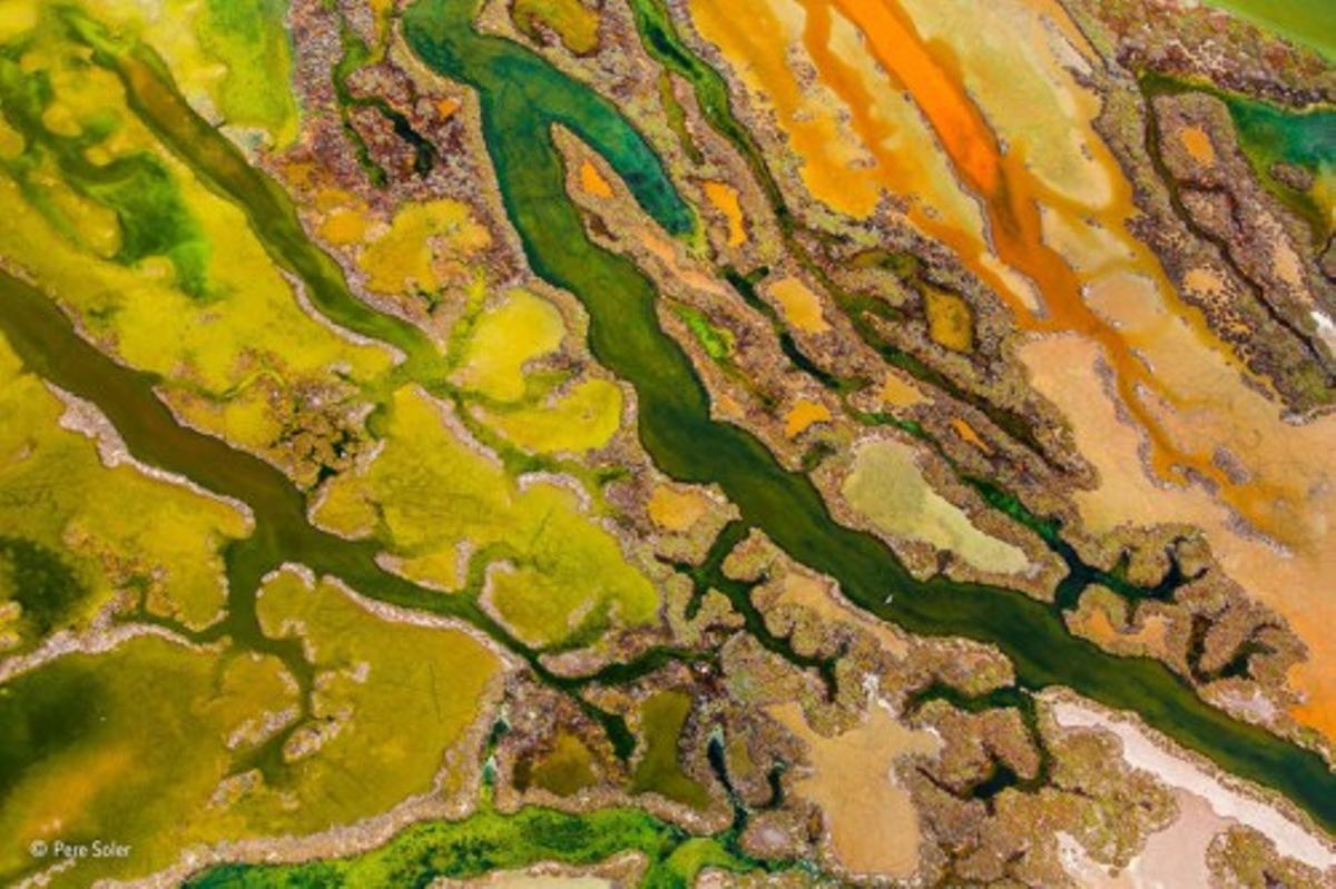 Las mejores fotos del concurso 'Wildlife Photographer of the Year'