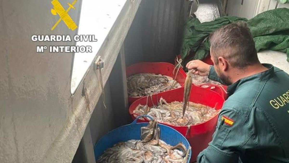Pulpo inmaduro incautado por la Guardia Civil.