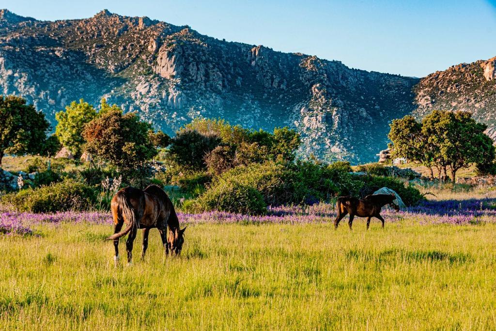 Caballos en la Sierra de Guadarrama