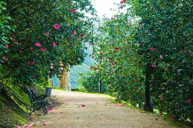 Camelias en Galicia