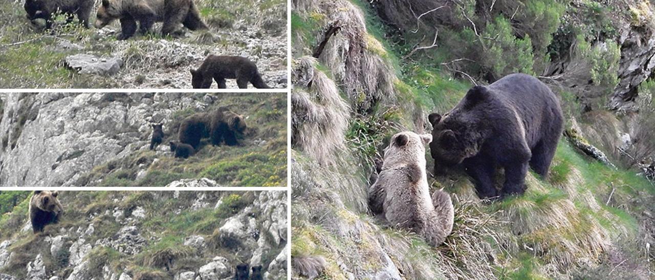 El vídeo que demuestra la gran mejoría de la población de osos en Somiedo