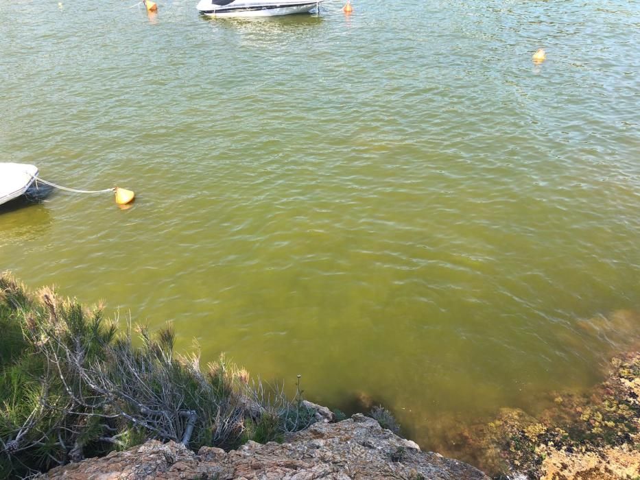 Proliferació d''algues a la costa del Baix Empordà