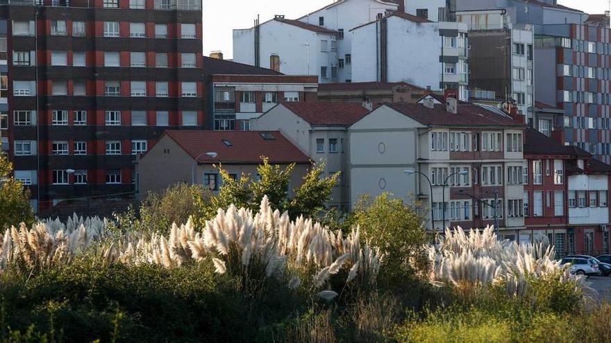 Plumeros en las inmediaciones de la calle del Muelle.