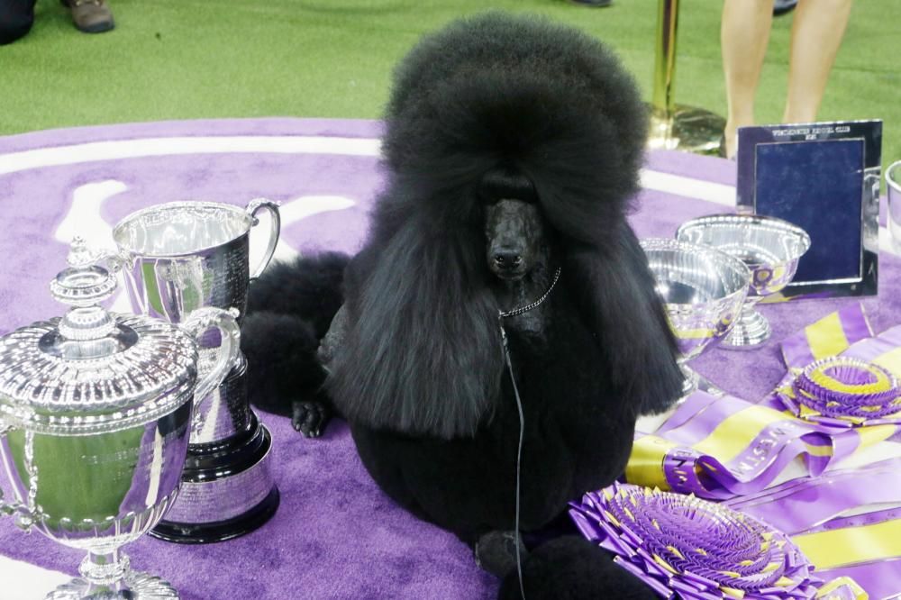 Les millors fotos del concurs de gossos Westminster Kennel Club Dog Show 2020