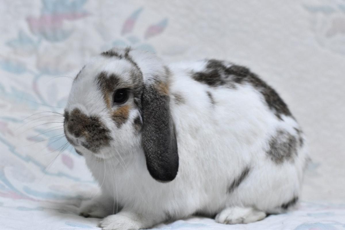 Manchitas es un conejo Belier en adopción.