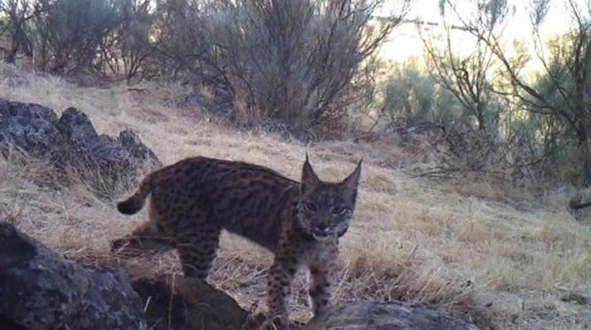 El lince ibérico K2, fotografiado recientemente con una cámara de fototrampeo
