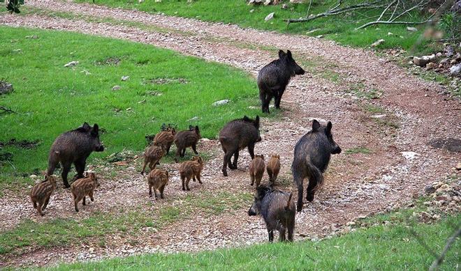 Cataluña detecta un nuevo foco de peste porcina en dos jabalíes dentro de la zona de alto riesgo