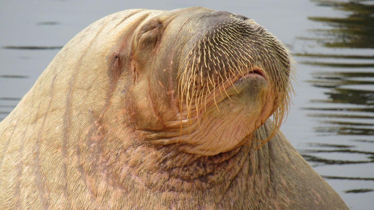 Freya, la morsa que se ha hecho viral por hundir barcos al echarse la siesta.