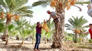 El dátil de Elche se hace más dulce al calor de una campaña con un 15 % menos de producción