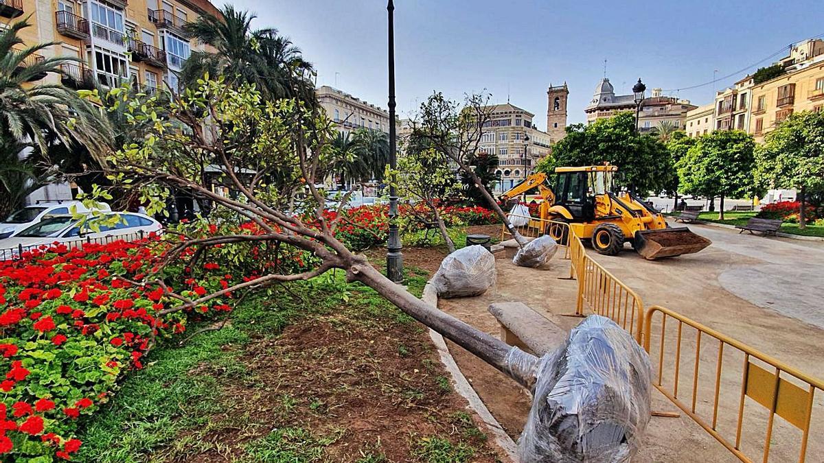Replantación de tres árboles en la plaza del Colegio del Patriarca. | LEVANTE-EMV