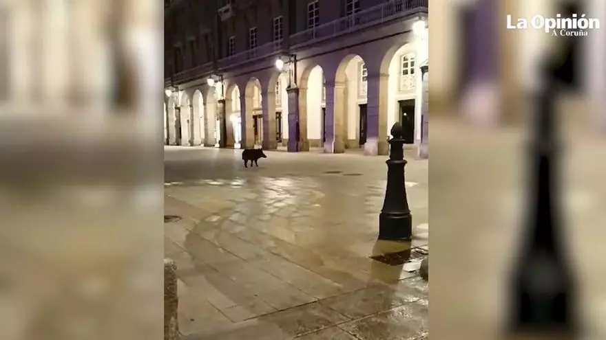 Los jabalíes, de paseo en María Pita
