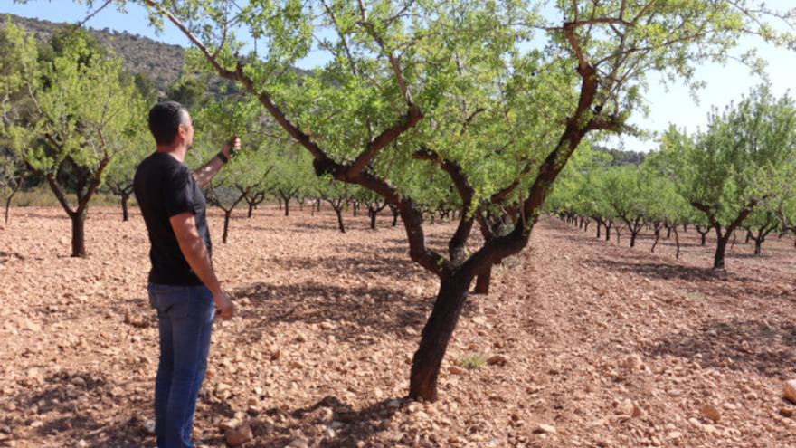 El calor y la sequía hunden un 33% la cosecha de almendra