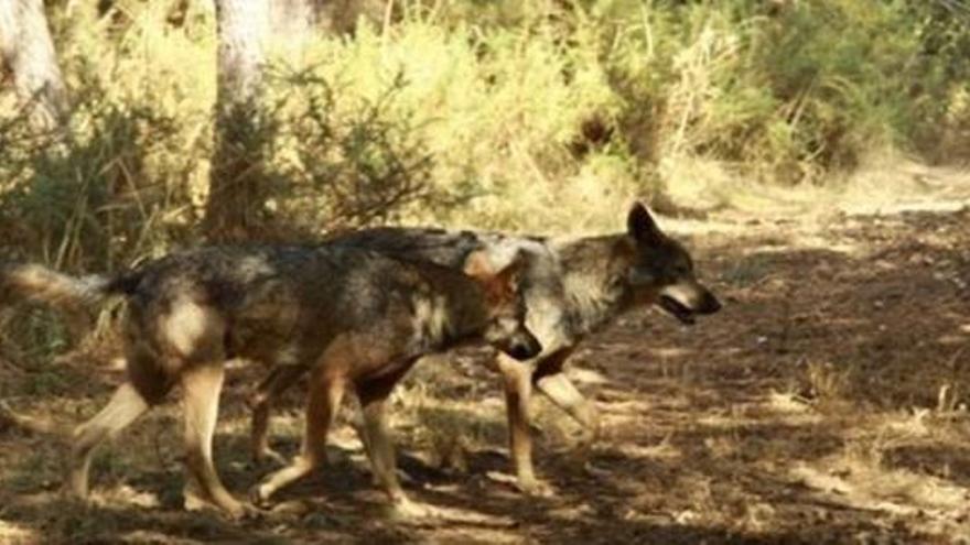 Una pareja de lobos en un monte gallego. / l. o.