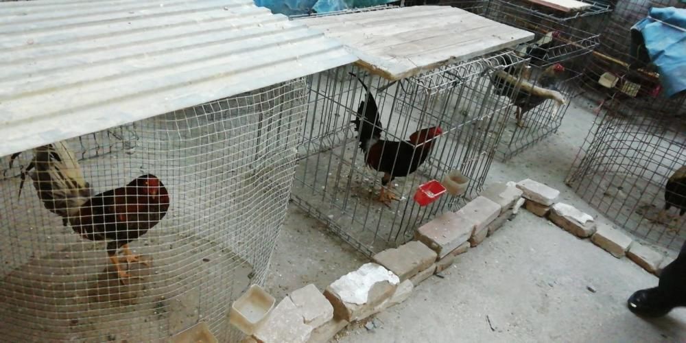 La Policía Local interviene 26 gallos de pelea en un cobertizo de Nazaret