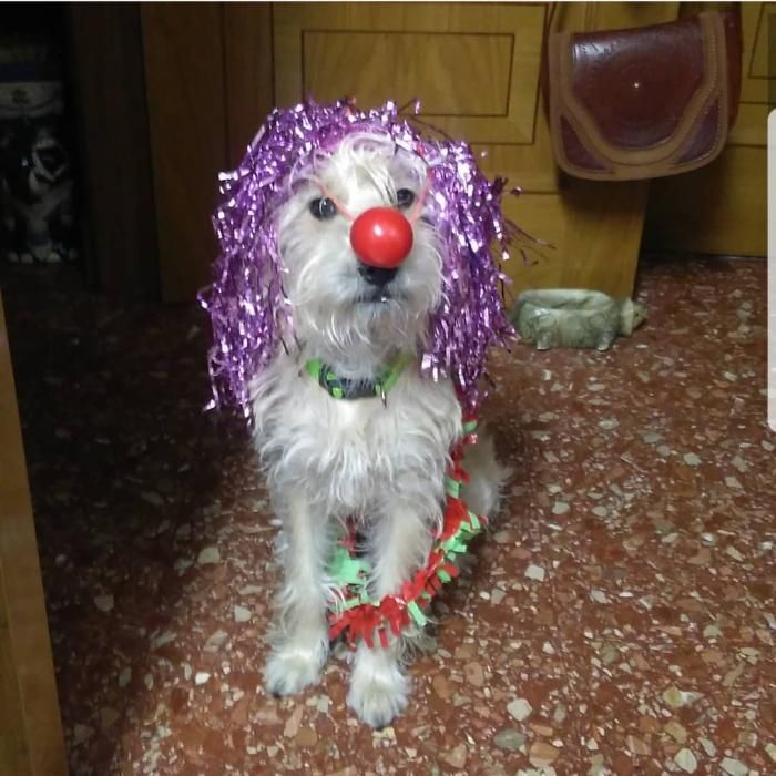 Las mascotas navideñas de los lectores de Levante-EMV