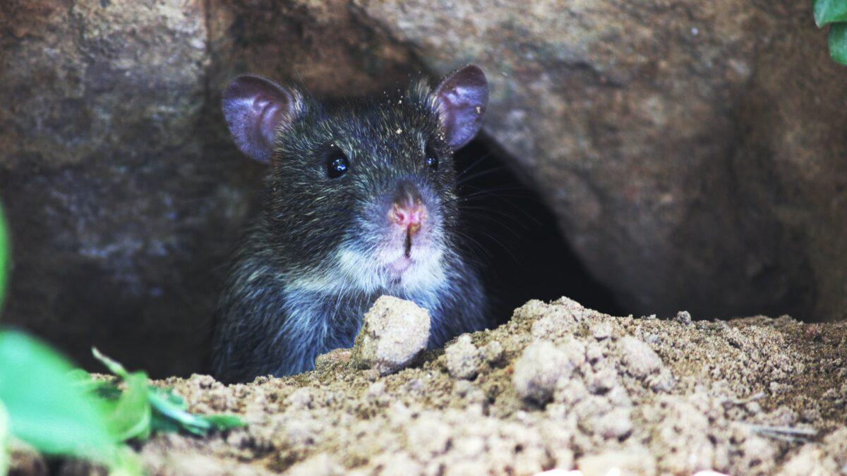 La rata negra invade España: “No dejen comida o residuos en la vía pública”, alertan los sanitarios