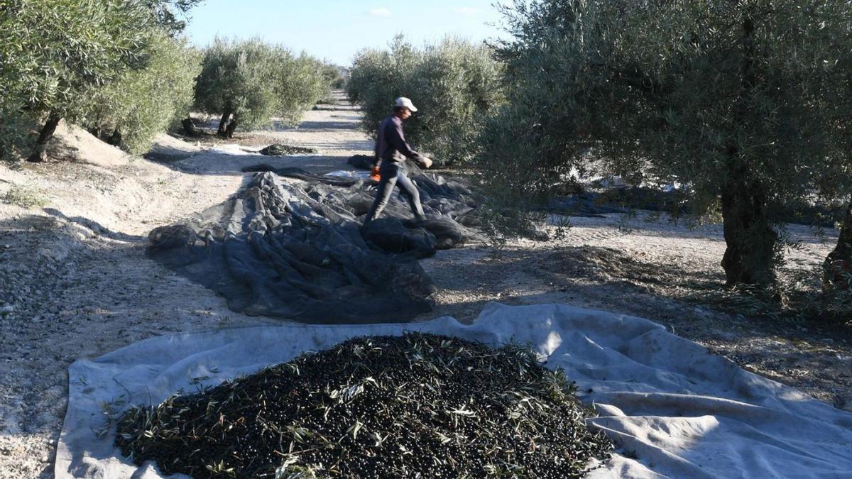 Recogida de la aceituna en una explotación de olivar situada en la provincia de Córdoba.